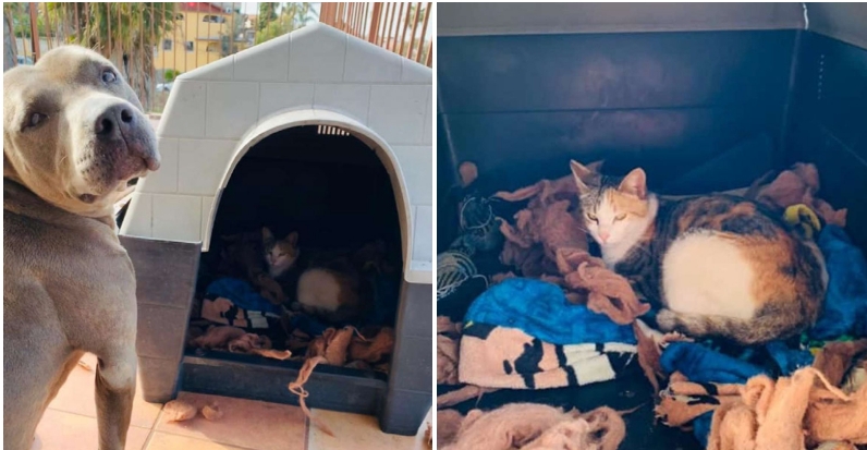 Pitbull ‚Hades‘ leiht streunender Katze seine Hundehütte für Geburt ihrer Babys